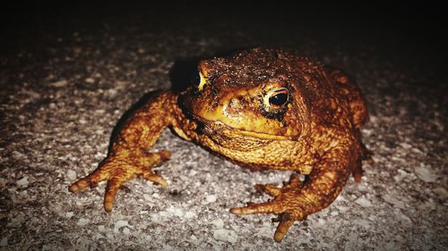 Close-up of toad on field at night