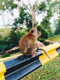 Monkey sitting on a tree