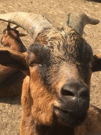 Close-up of goat