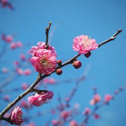 Low angle view of cherry blossoms