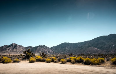 Scenic view of field against clear blue sky