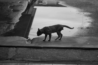 Side view of a dog on the window