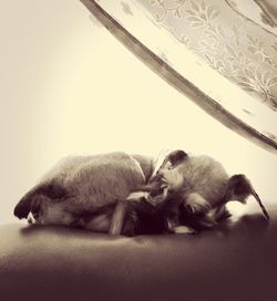 Cat sleeping on the ground