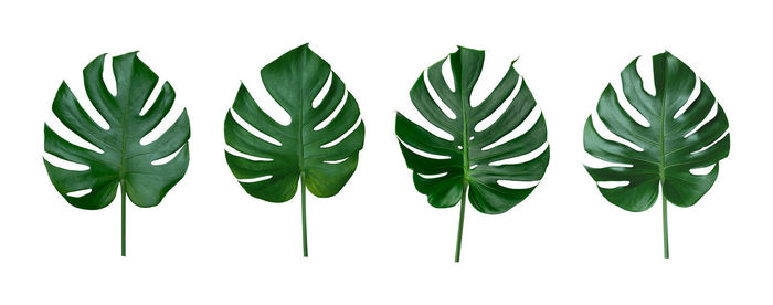 Close-up of leaves against white background