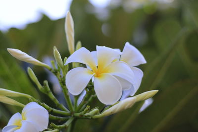 Close-up of white flowering plant