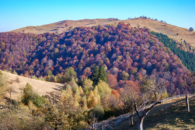 Hills in the fall season, fantanele village, sibiu county, romania