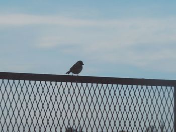 Bird perching on wall