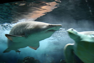 High angle view of sea turtle swimming in aquarium