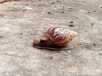 High angle view of snail on ground