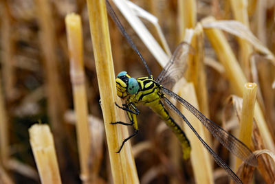 Close-up of insect on plant