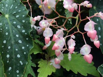 Close-up of pink flowers