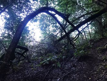 Low angle view of trees growing in forest