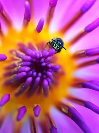 Close-up of insect on purple flower