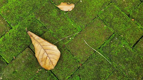 High angle view of dry leaf on grass