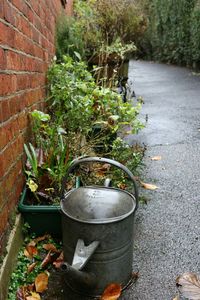 Plants growing in backyard
