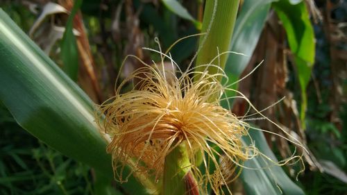 Close-up of flower growing outdoors