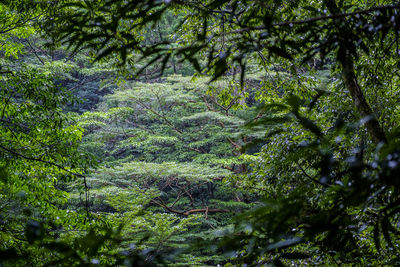 Trees in forest