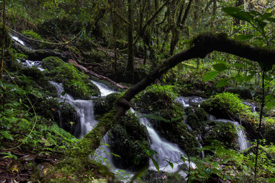 Stream flowing through rocks in forest