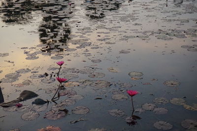 Close-up of water lily in lake