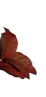 Close-up of dry leaf against white background