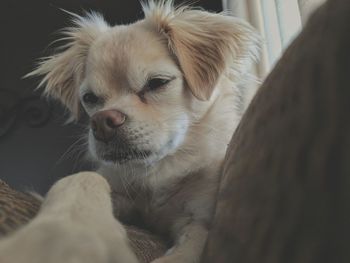 Close-up of puppy at home