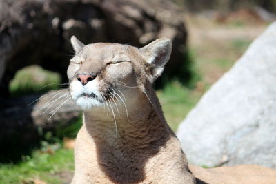 Close-up of a cat looking away