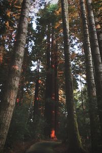 Trees in forest
