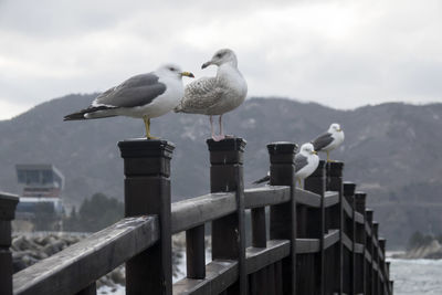 Seagulls perching on bridge against cloudy sky