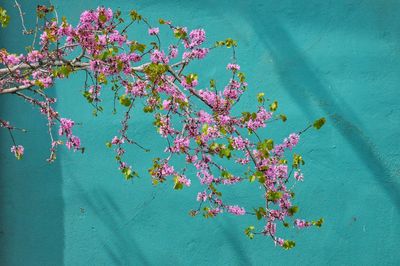 Close-up of flower tree against sky