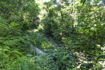 Scenic view of forest