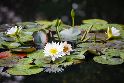 Close-up of lotus water lily in pond