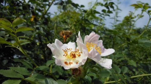 Close-up of white flowers