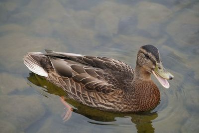 Close-up of duck swimming in lake