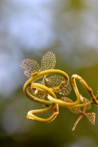 Close-up of butterfly on flower