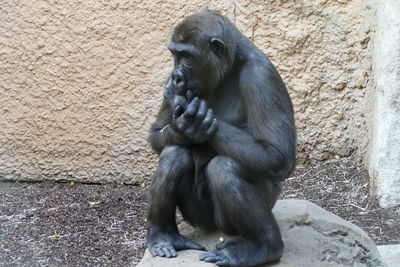 Gorilla sitting on rock