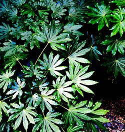 Full frame shot of green leaves