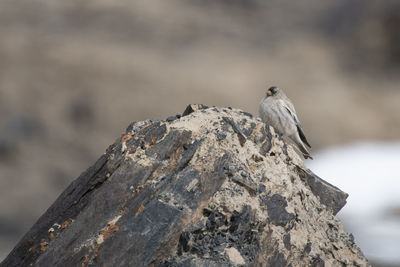 Brandt's mountain finch 