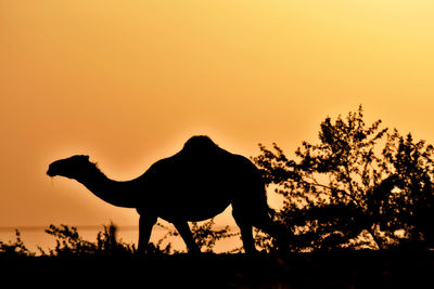 Silhouette of a horse at sunset