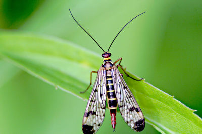 Butterfly on leaf