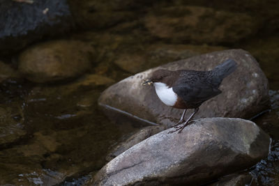 High angle view of white-throated dipper holding prey in beak on rock