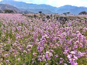 Purple flowering plants on field