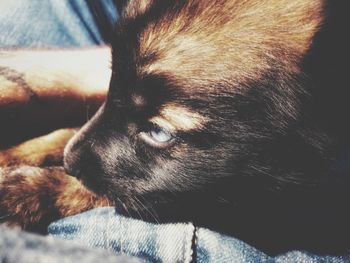 Close-up of dog resting