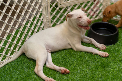 Dog relaxing on field