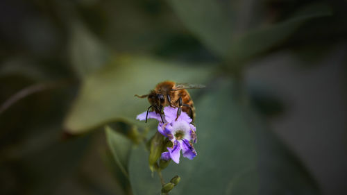 Close-up of bee pollinating on purple flower