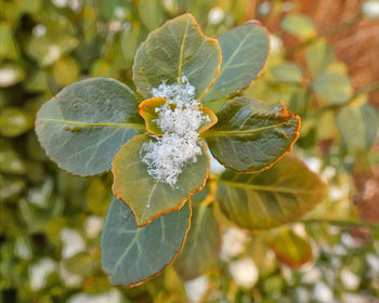 Close-up of fresh white fruit on plant