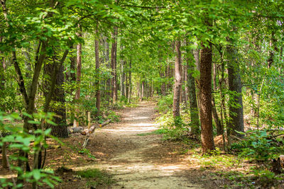 Footpath amidst trees in forest