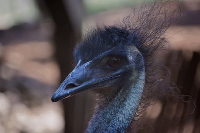 Close-up of a bird looking away