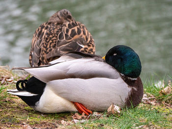 Close-up of two birds on field