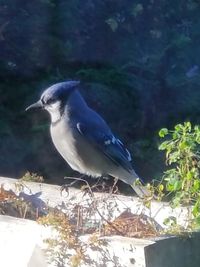 Close-up of bird perching outdoors