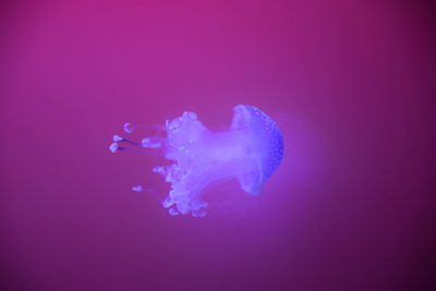 Jellyfish swimming in aquarium